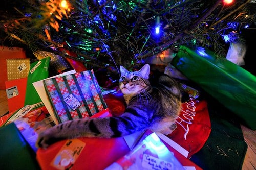 Wilbur Under the Tree