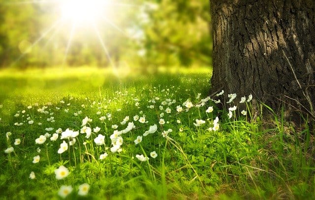 Thinking about death. For some reason I always picture a sunny meadow.